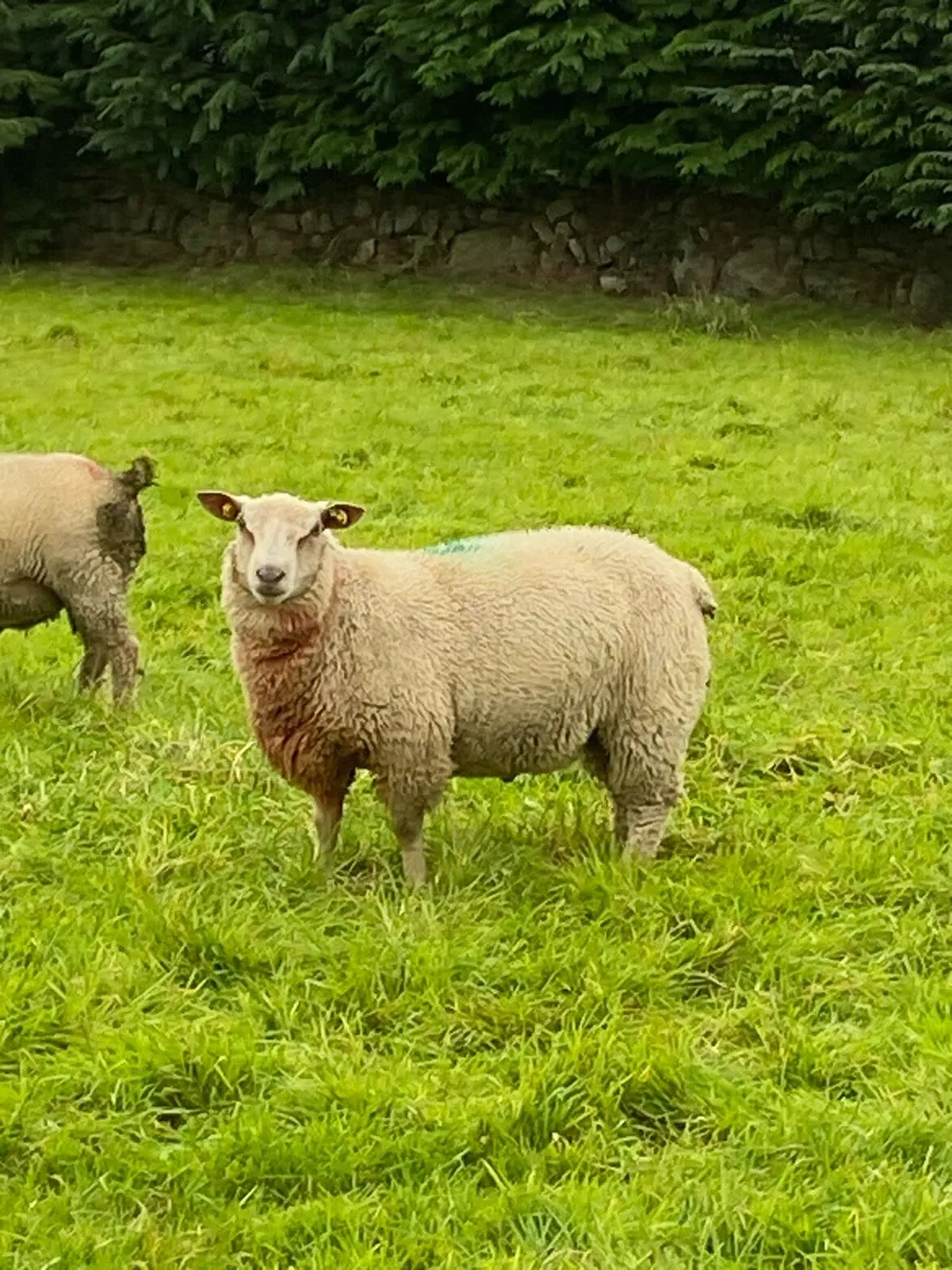 Sis ram - Image 2