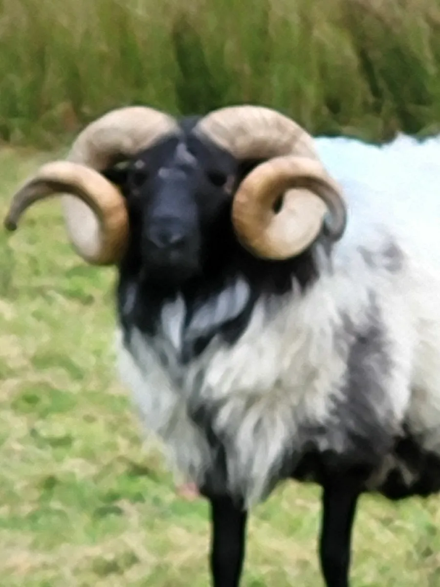 Rams - Image 4