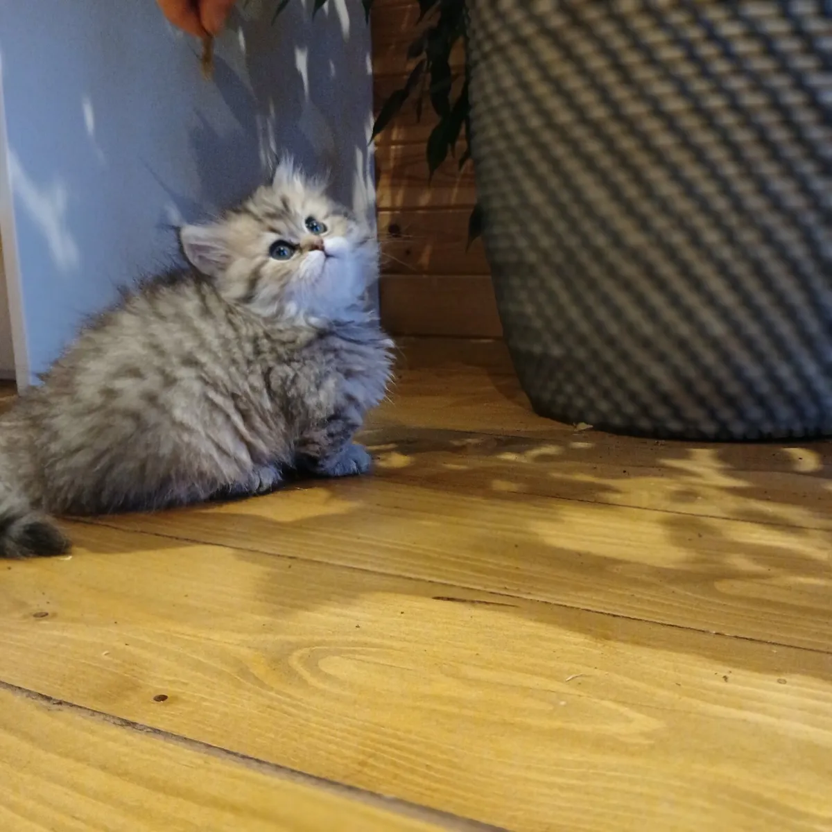 Persian Kittens - Image 4