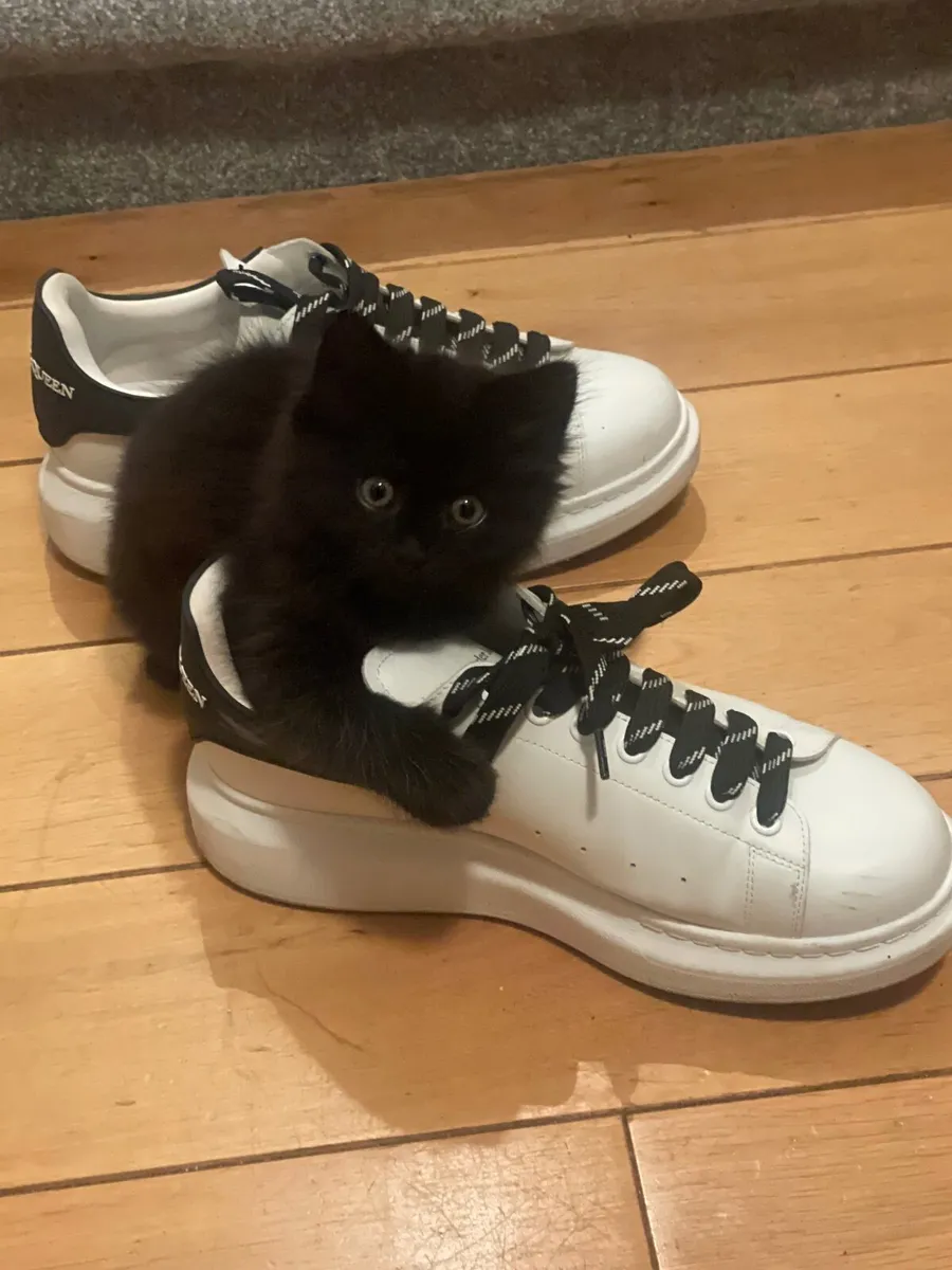 Kitten - Image 3