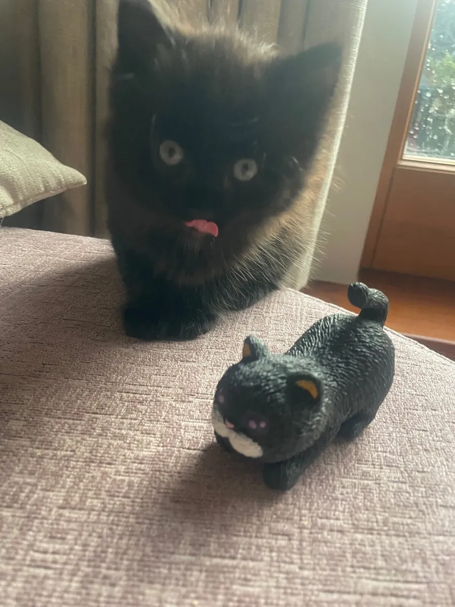 Kitten - Image 4