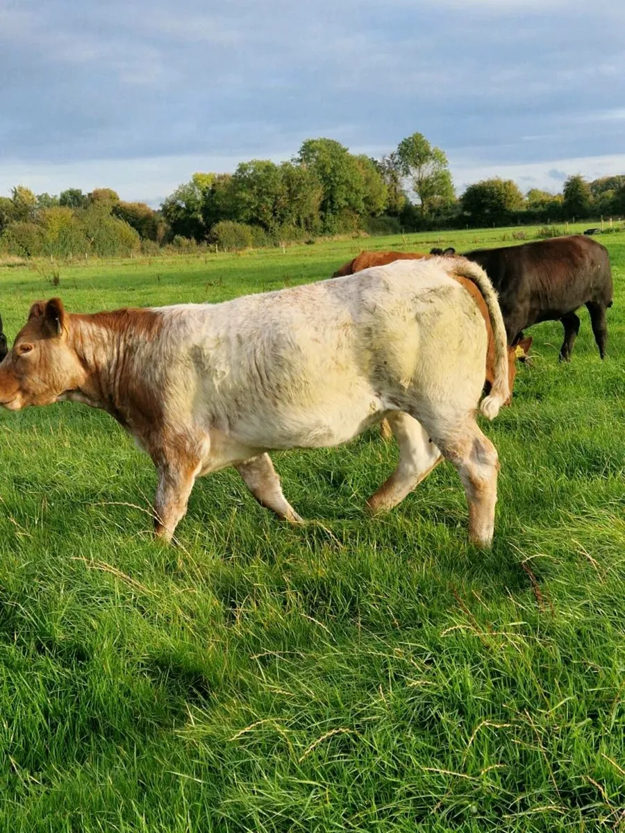 Limousin heifers - Image 1