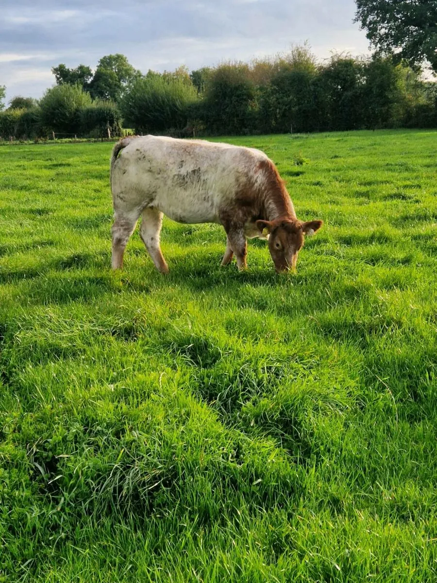 Limousin heifers - Image 2