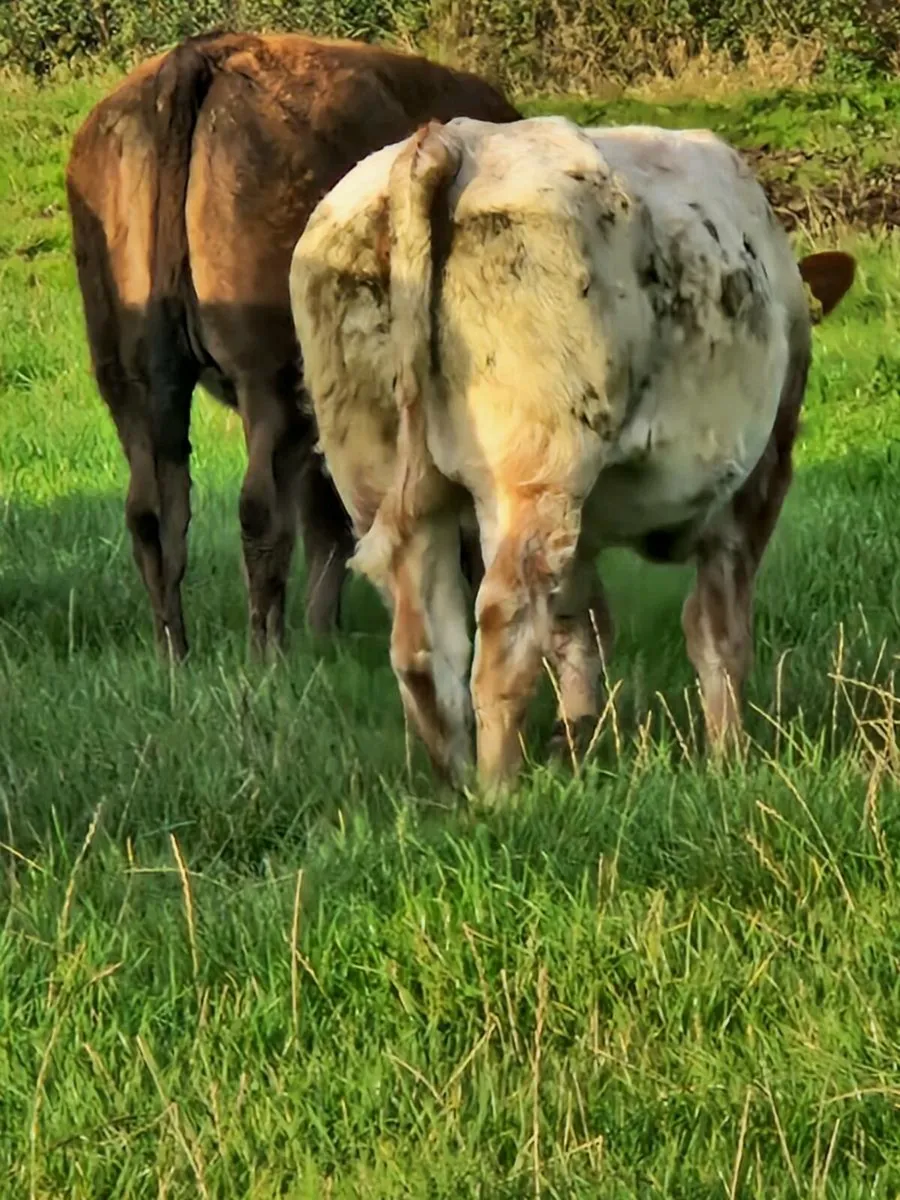 Limousin heifers - Image 3