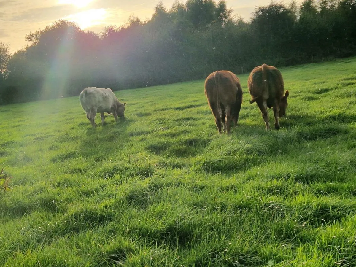 Limousin heifers - Image 4