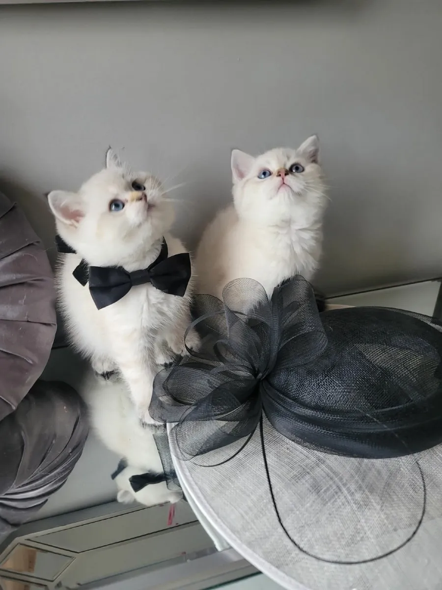 Beautiful British  and Scottish fold kittens - Image 1