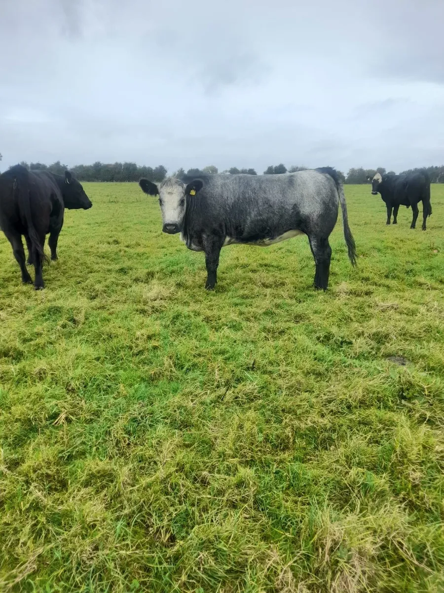 Cattle - Image 1