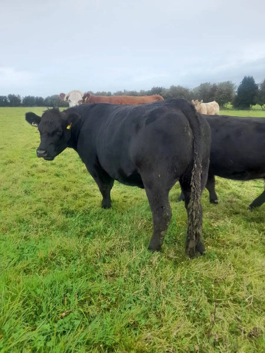 Cattle - Image 2