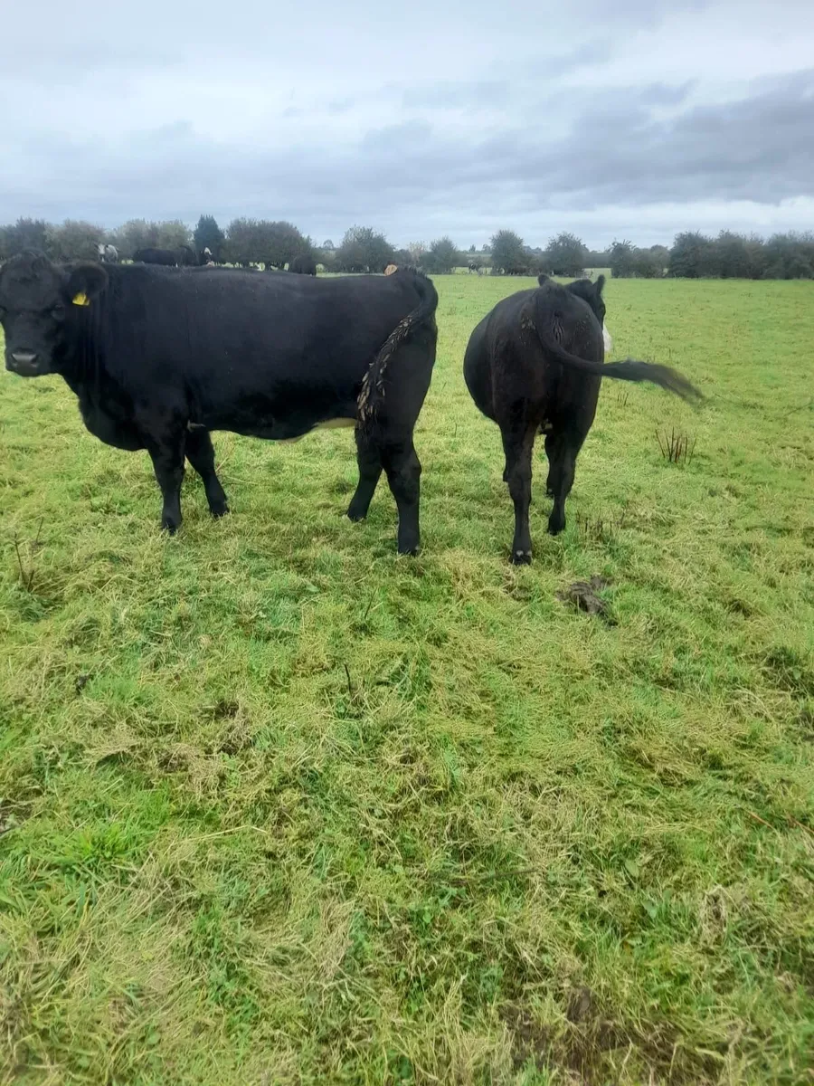Cattle - Image 3