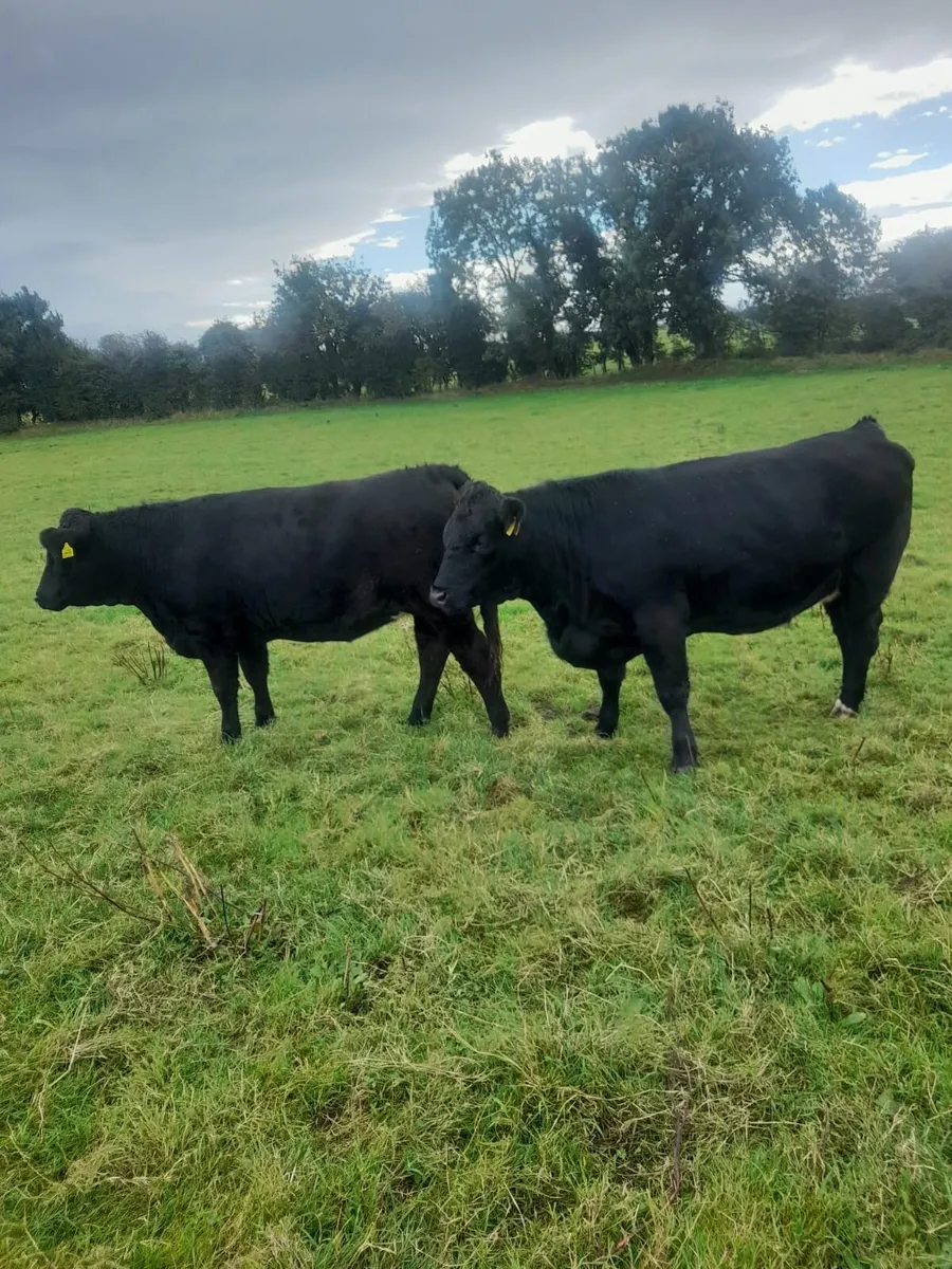 Cattle - Image 4