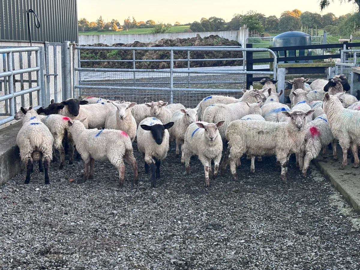 34 Organic Store Lambs - Image 1