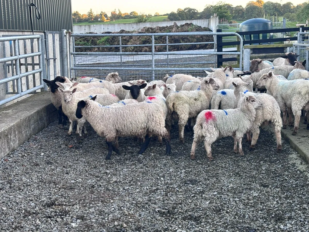 34 Organic Store Lambs - Image 2