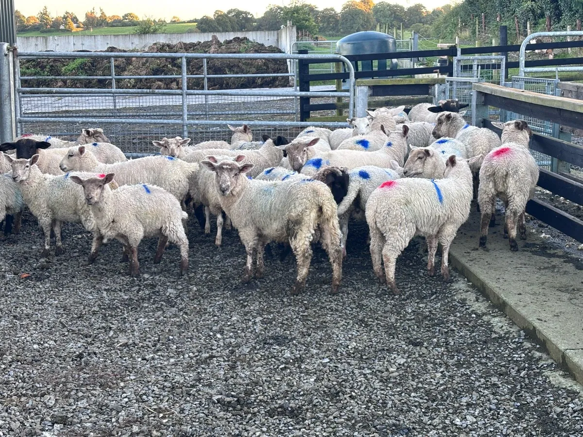 34 Organic Store Lambs - Image 3