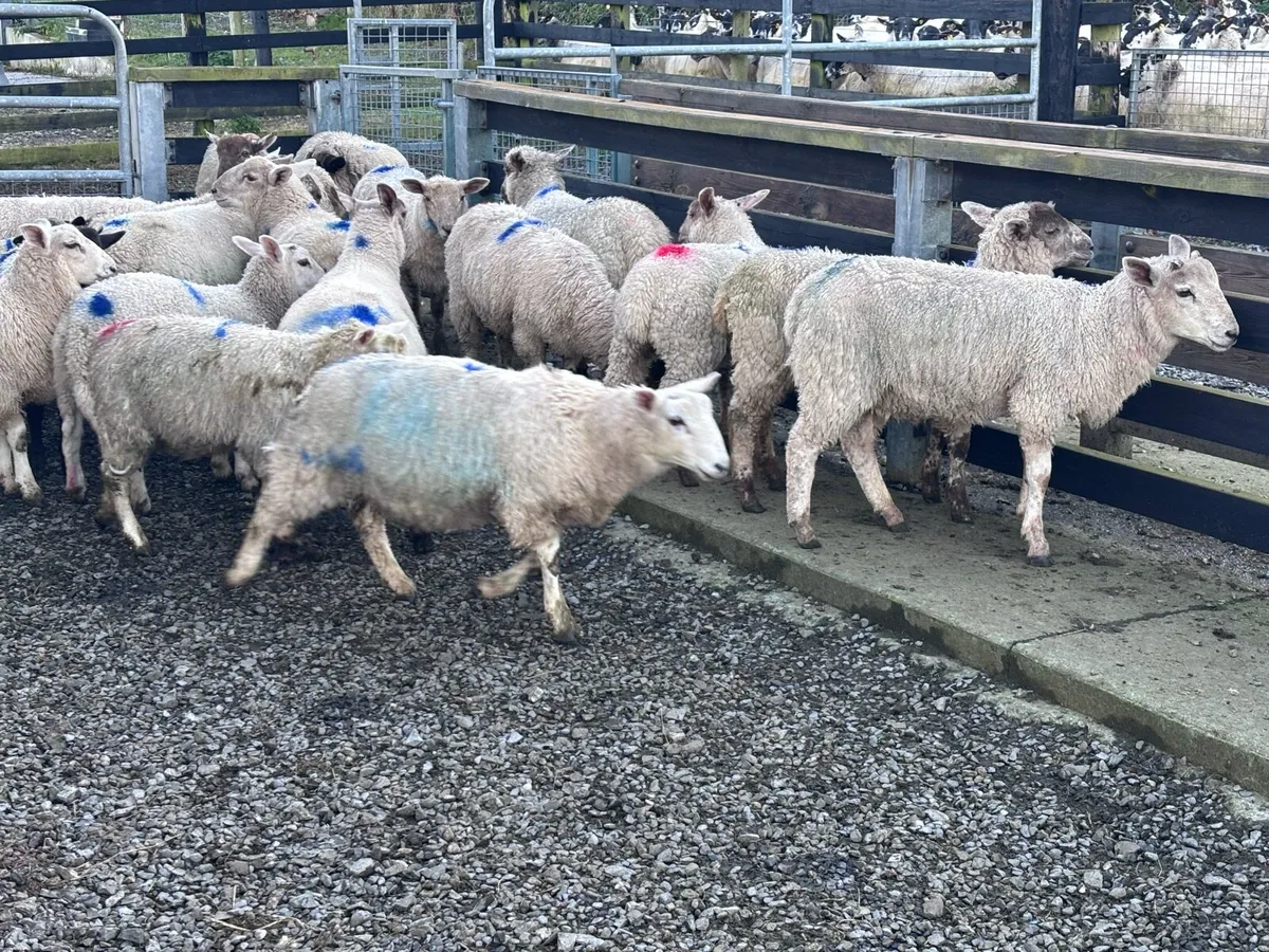 34 Organic Store Lambs - Image 4