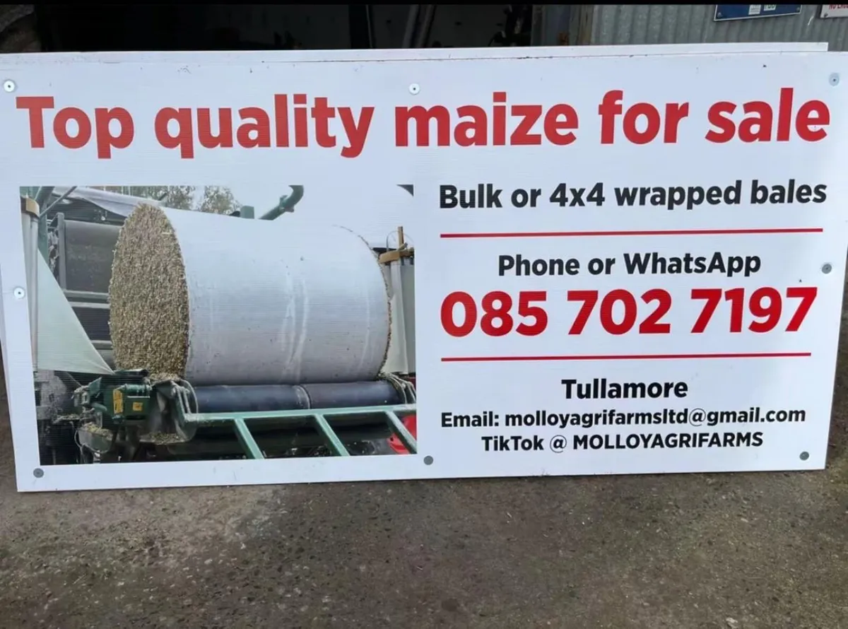 Maize For Sale - Image 1