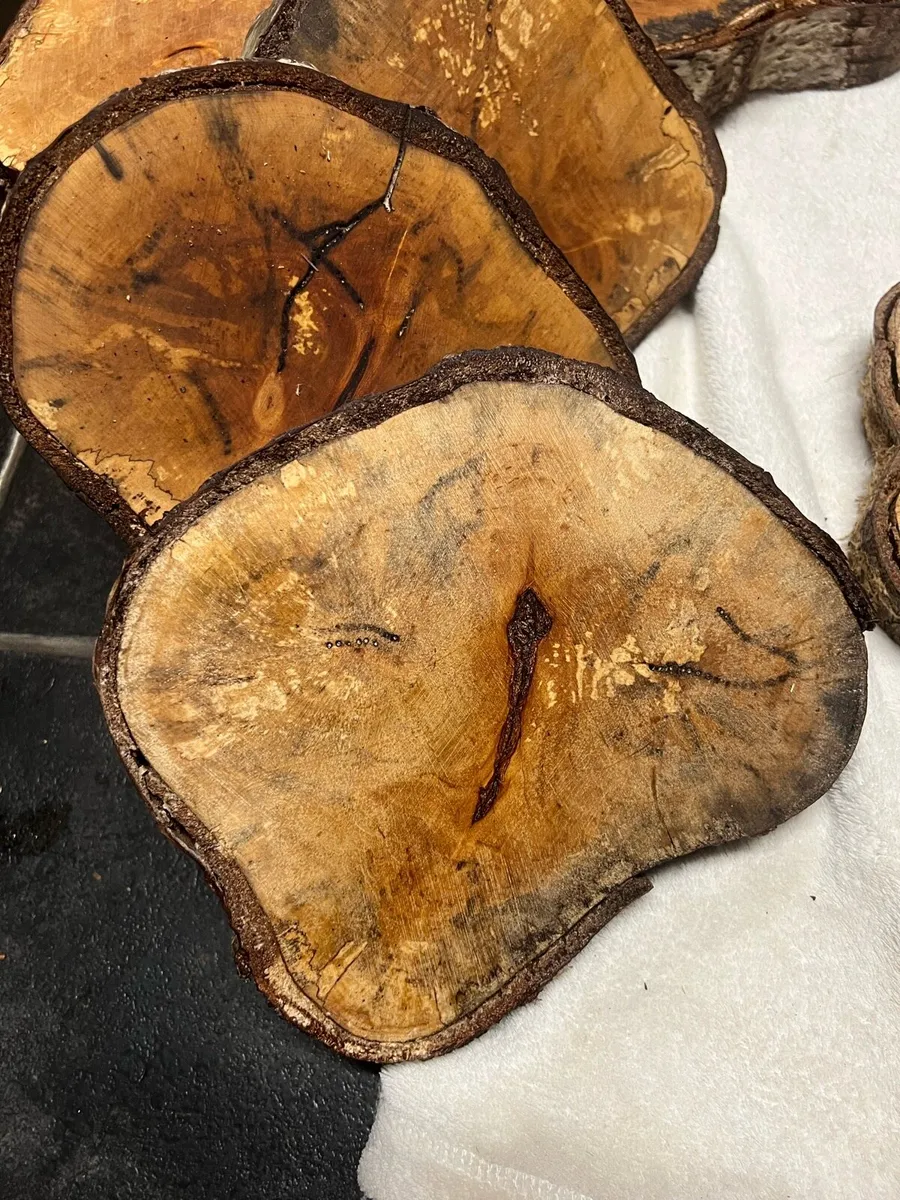 Birch wood slices - Image 2