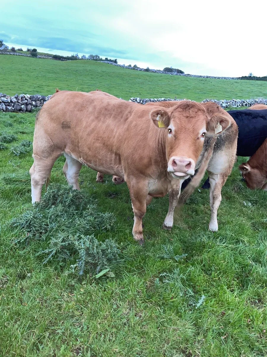 Super lim heifers - Image 1