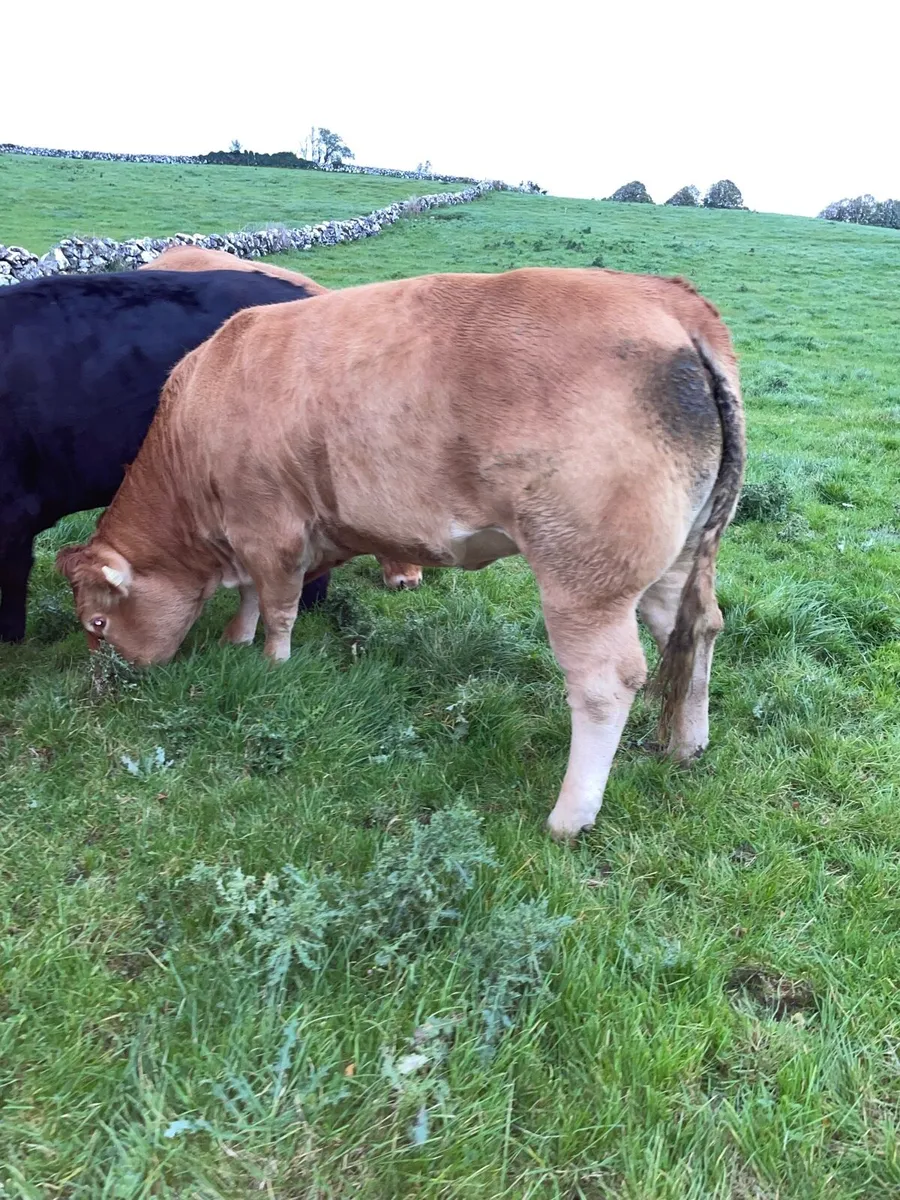 Super lim heifers - Image 2