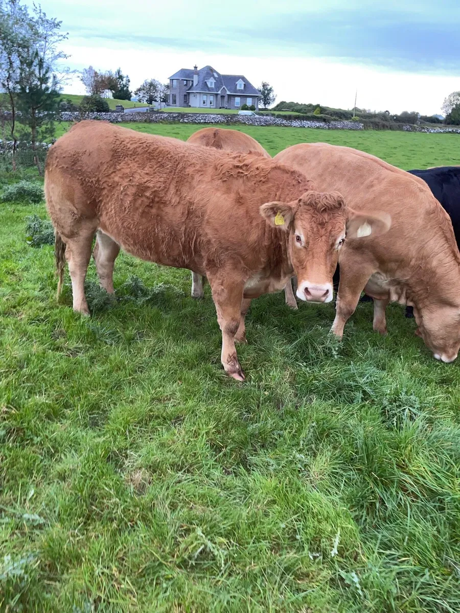 Super lim heifers - Image 3