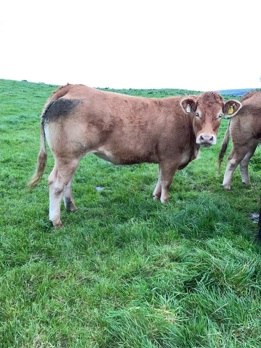 Super lim heifers - Image 4