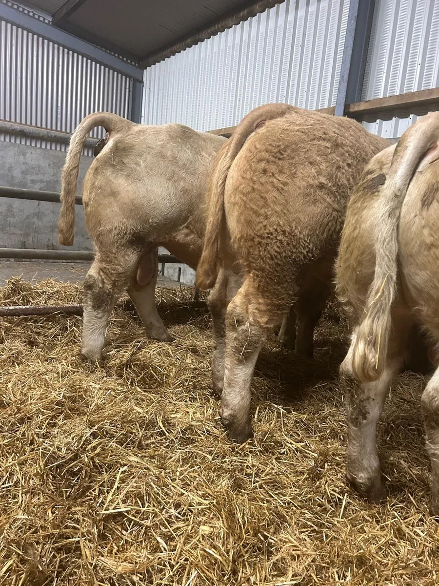 Bulls/Heifers for Gort 2nd Oct - Image 1