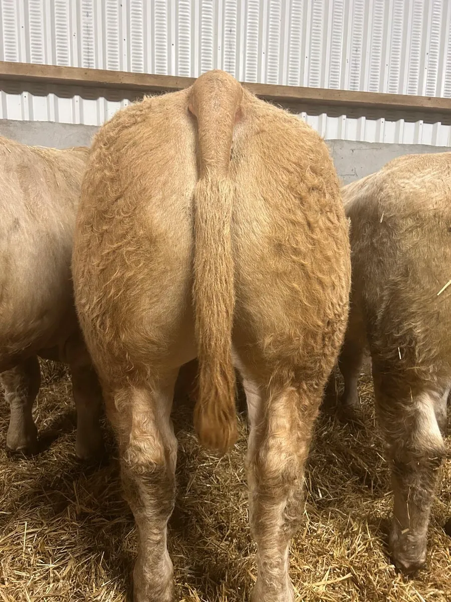 Bulls/Heifers for Gort 2nd Oct - Image 2