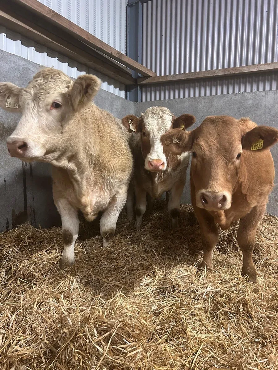 Bulls/Heifers for Gort 2nd Oct - Image 3