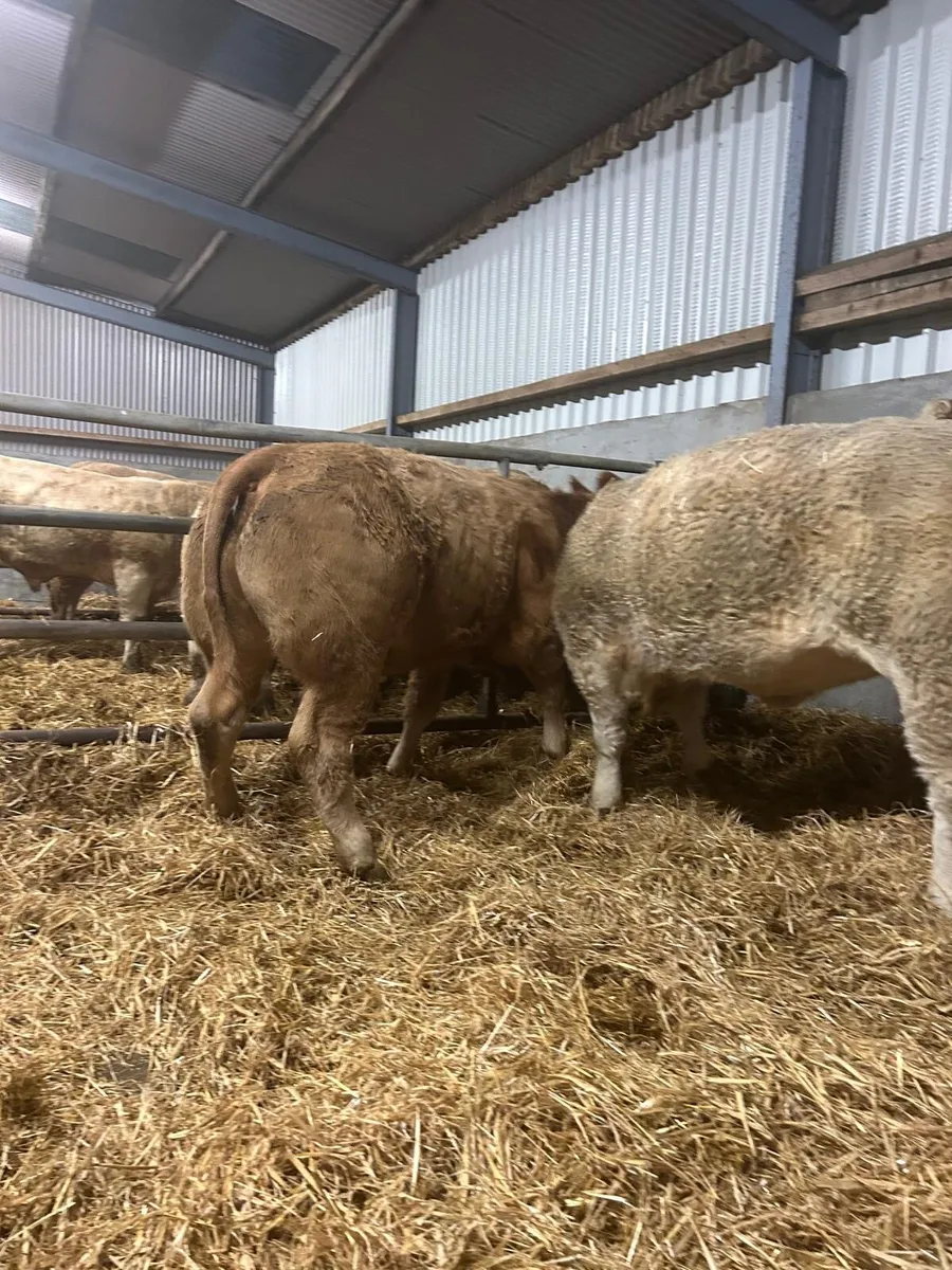 Bulls/Heifers for Gort 2nd Oct - Image 4