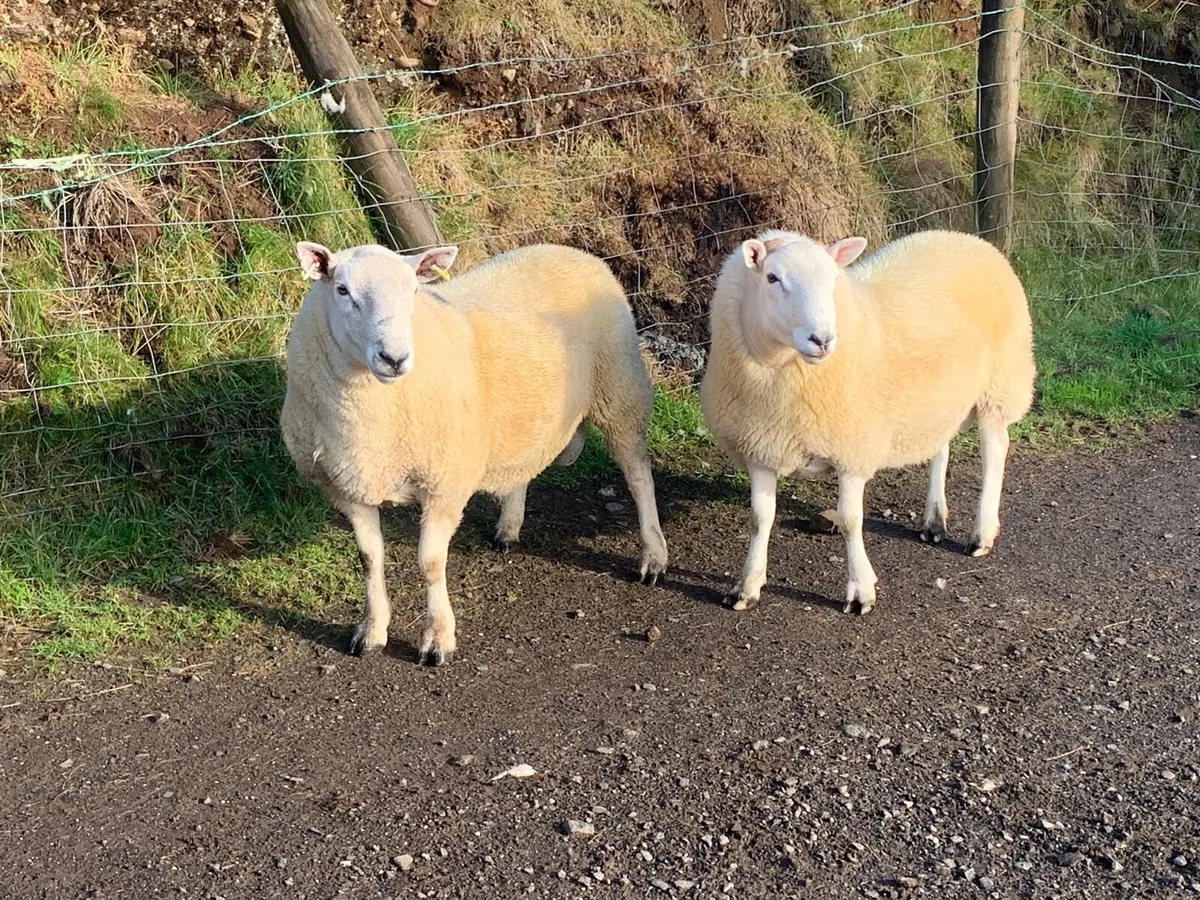 North country hill Cheviot rams