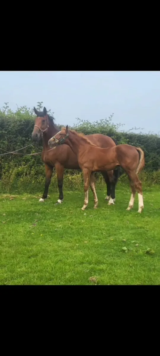 🌟TYSON X BALOUBET Colt🌟 Price Droped - Image 1