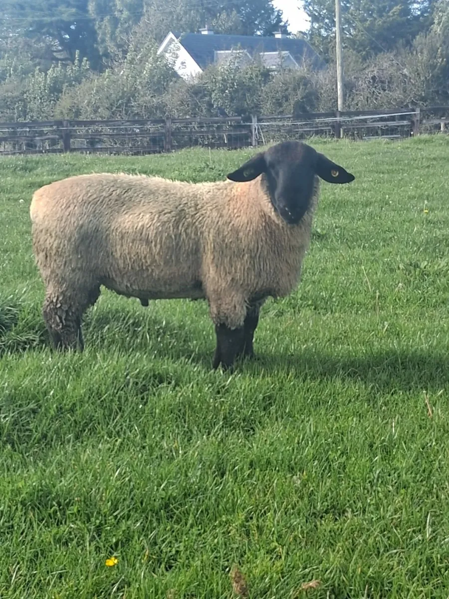 Suffolk Ram Lambs - Image 1