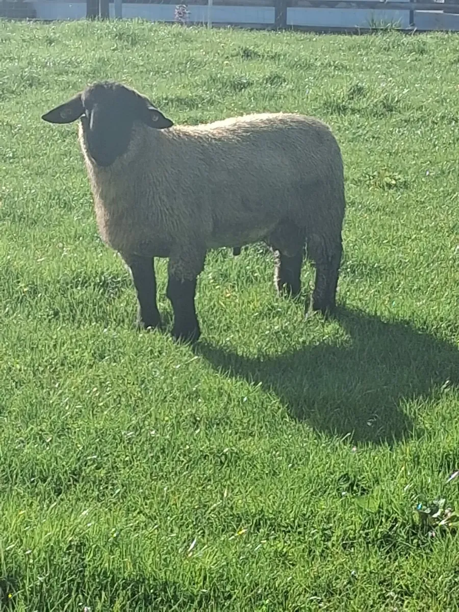 Suffolk Ram Lambs - Image 2