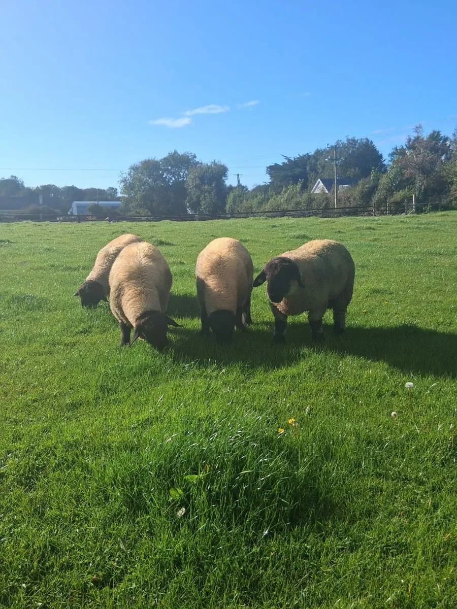 Suffolk Ram Lambs - Image 3