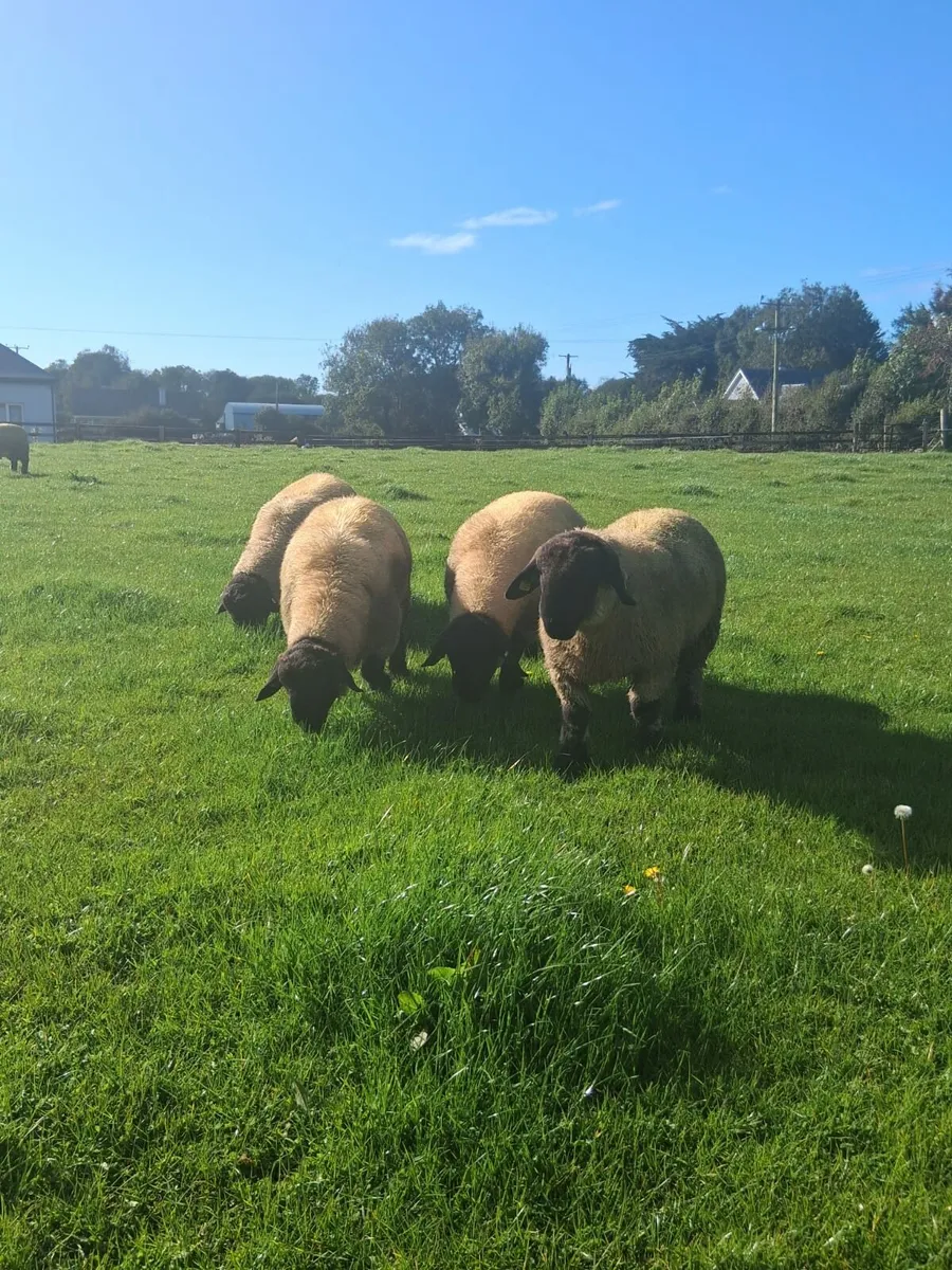 Suffolk Ram Lambs - Image 4
