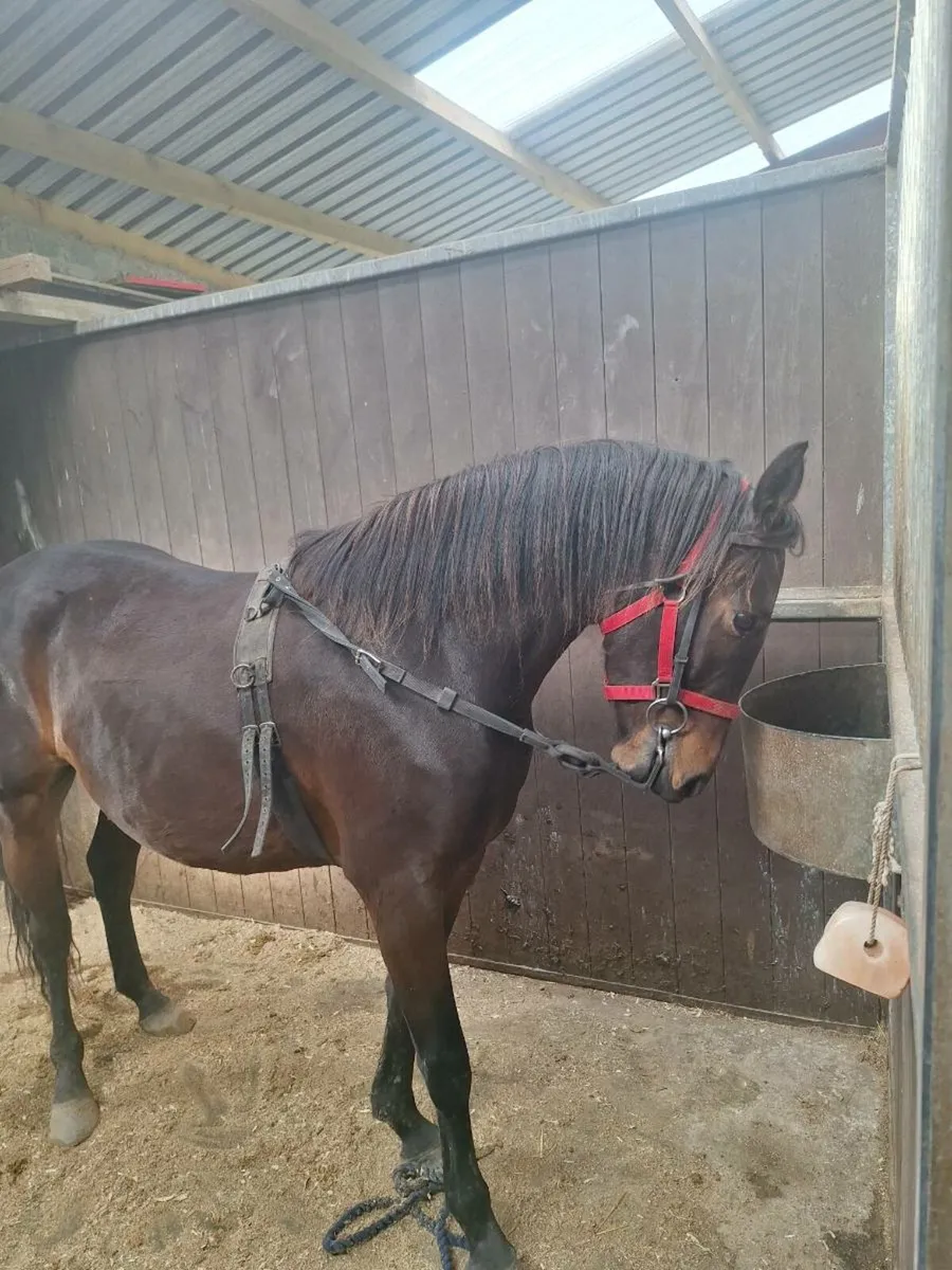 Bay 14h Connie Cross Gelding