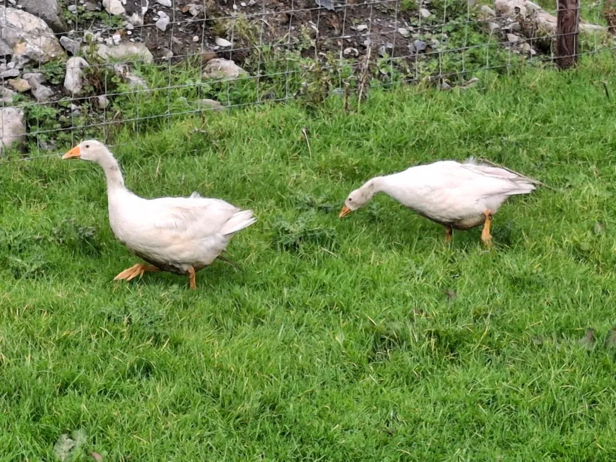 Geese - Image 1