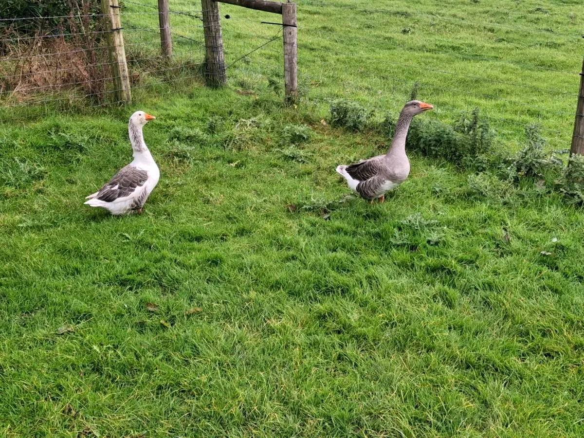 Geese - Image 2