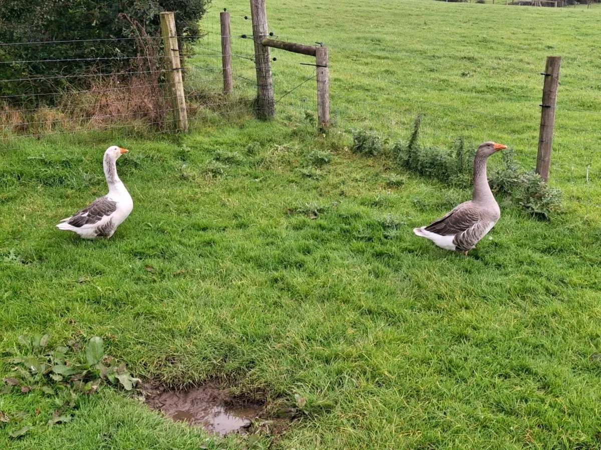 Geese - Image 3