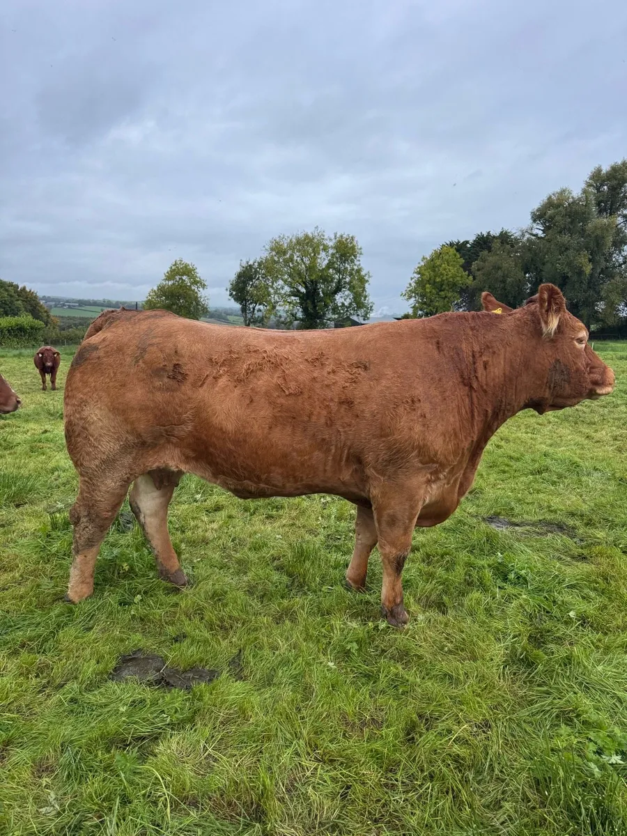 Pedigree Limousin Cow - Image 2