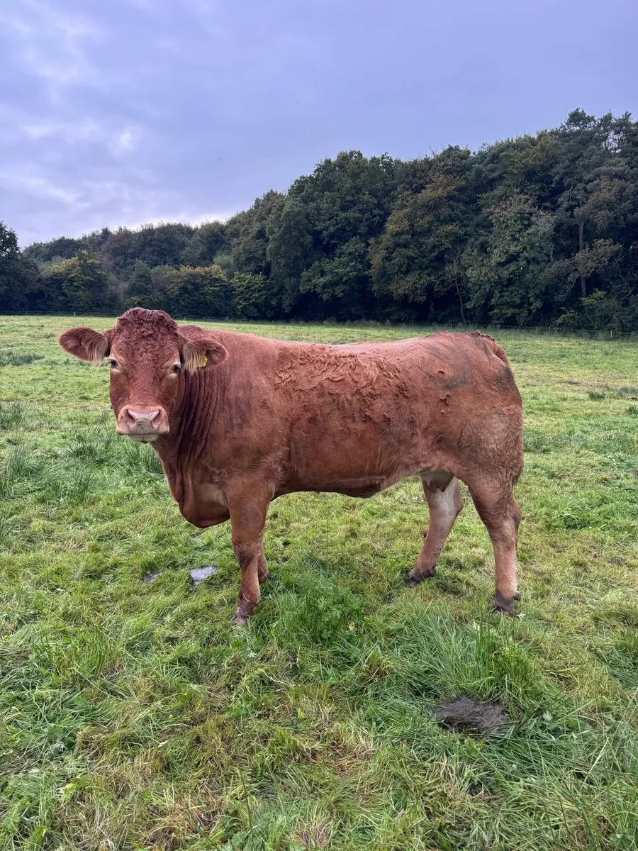 Pedigree Limousin Cow - Image 1
