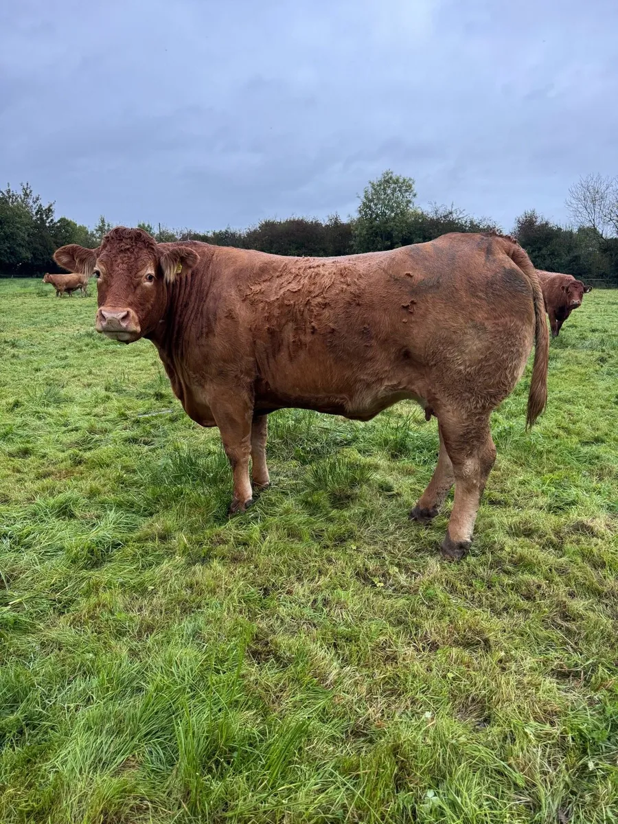Pedigree Limousin Cow - Image 3