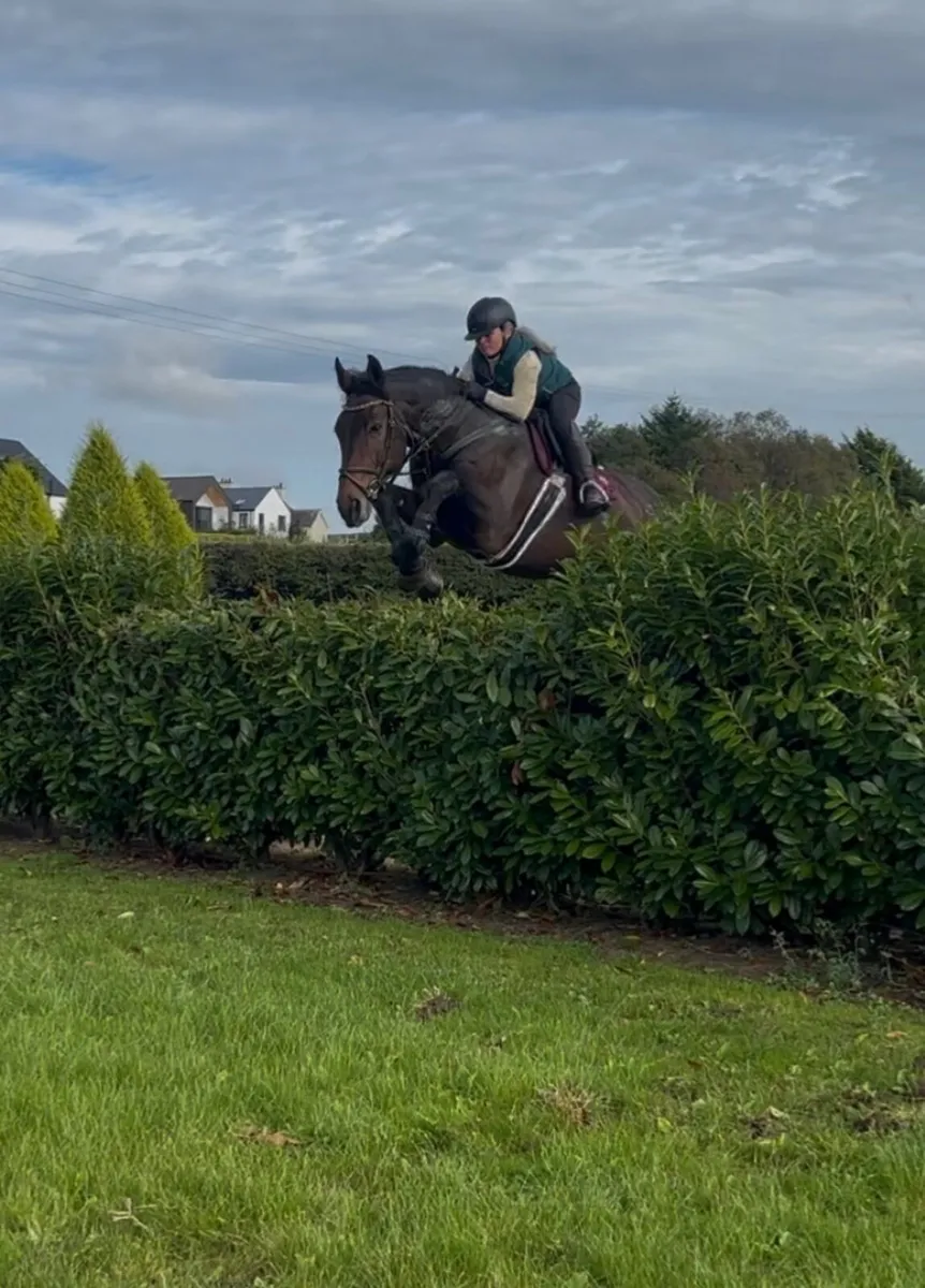 Hunter/ Jumped/ Allrounder - Image 1