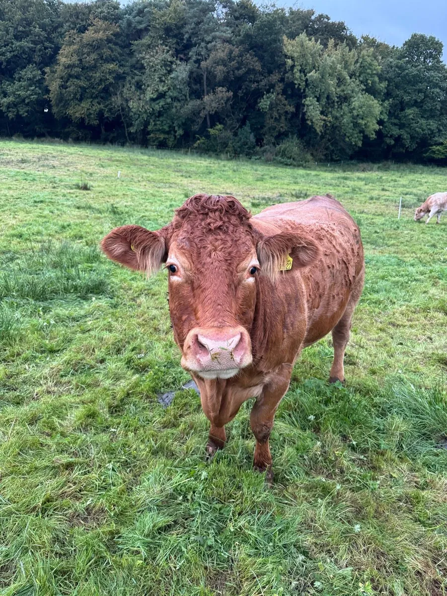 Pedigree Limousin Cow - Image 4