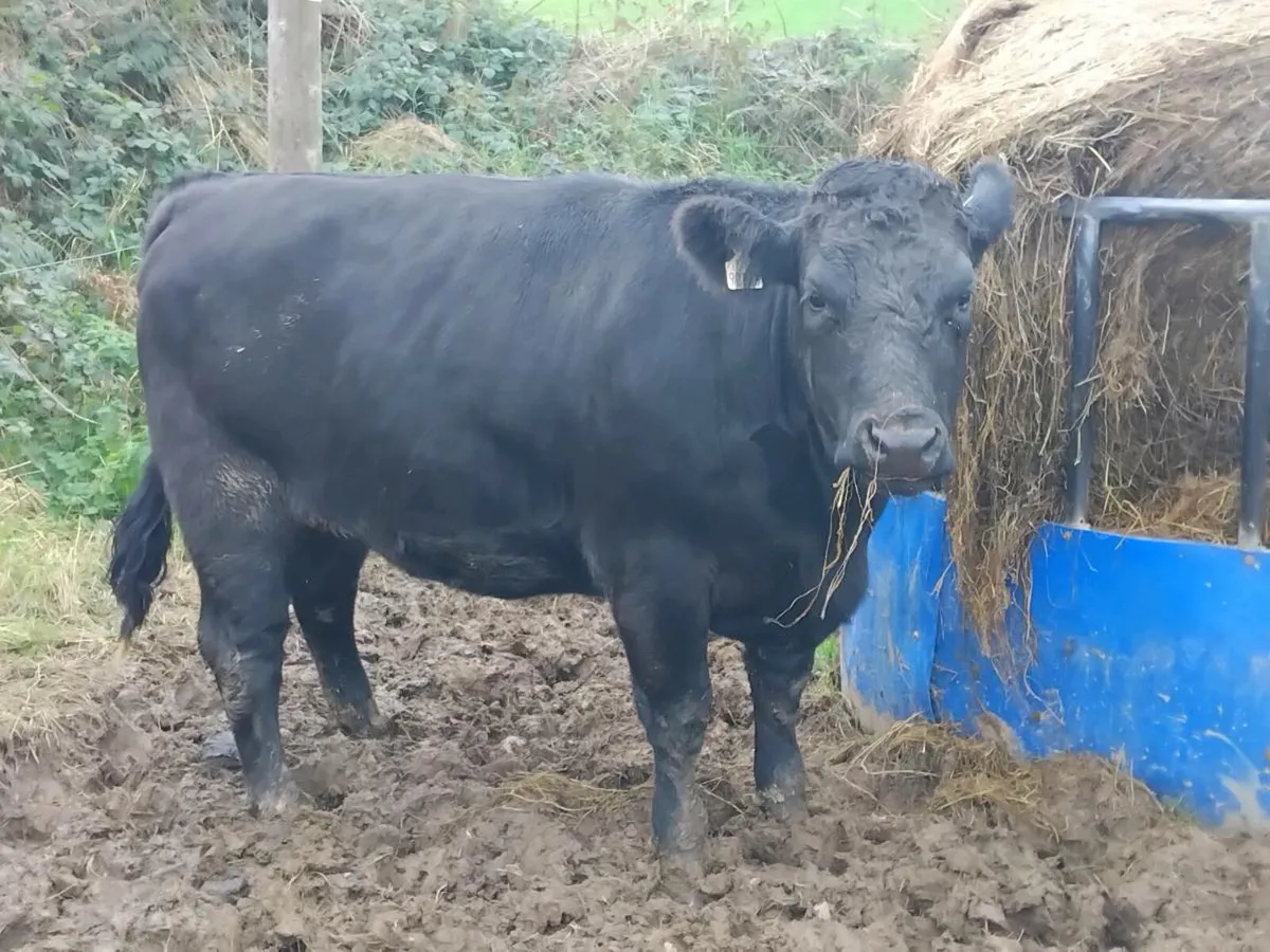 Heifer bull - Image 1