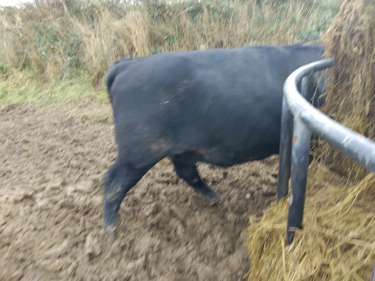 Heifer bull - Image 2
