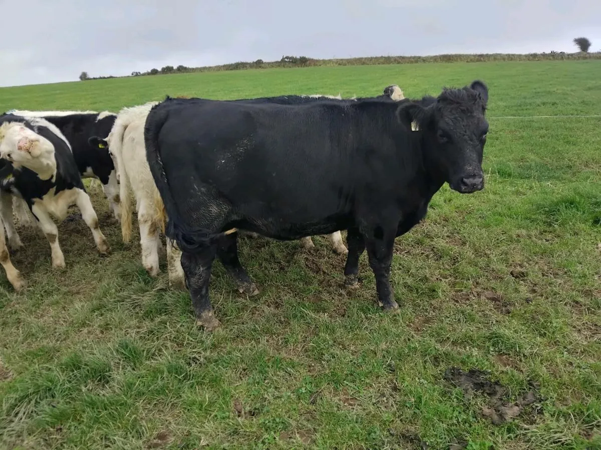 Heifer bull - Image 3