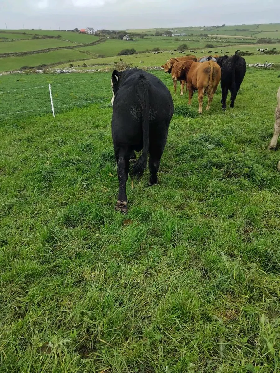 Heifer bull - Image 4