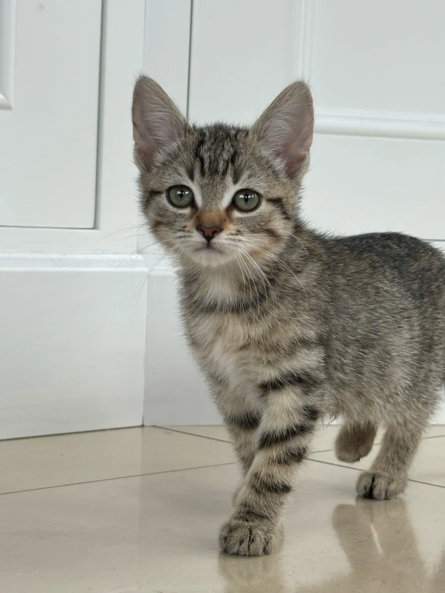 Beautiful kittens *can deliver if needed* - Image 1