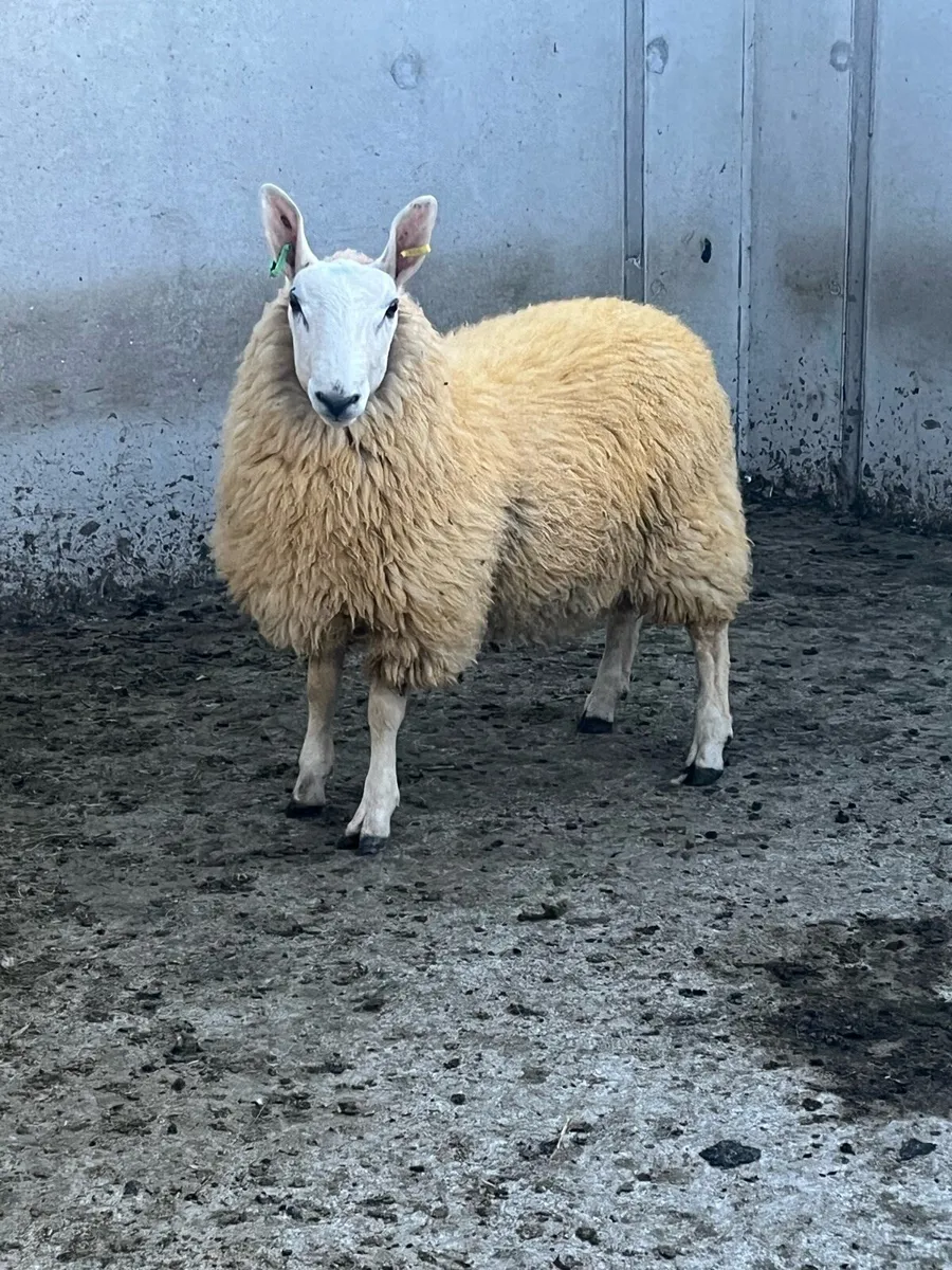 Border Leicester Ram Lamb - Image 1