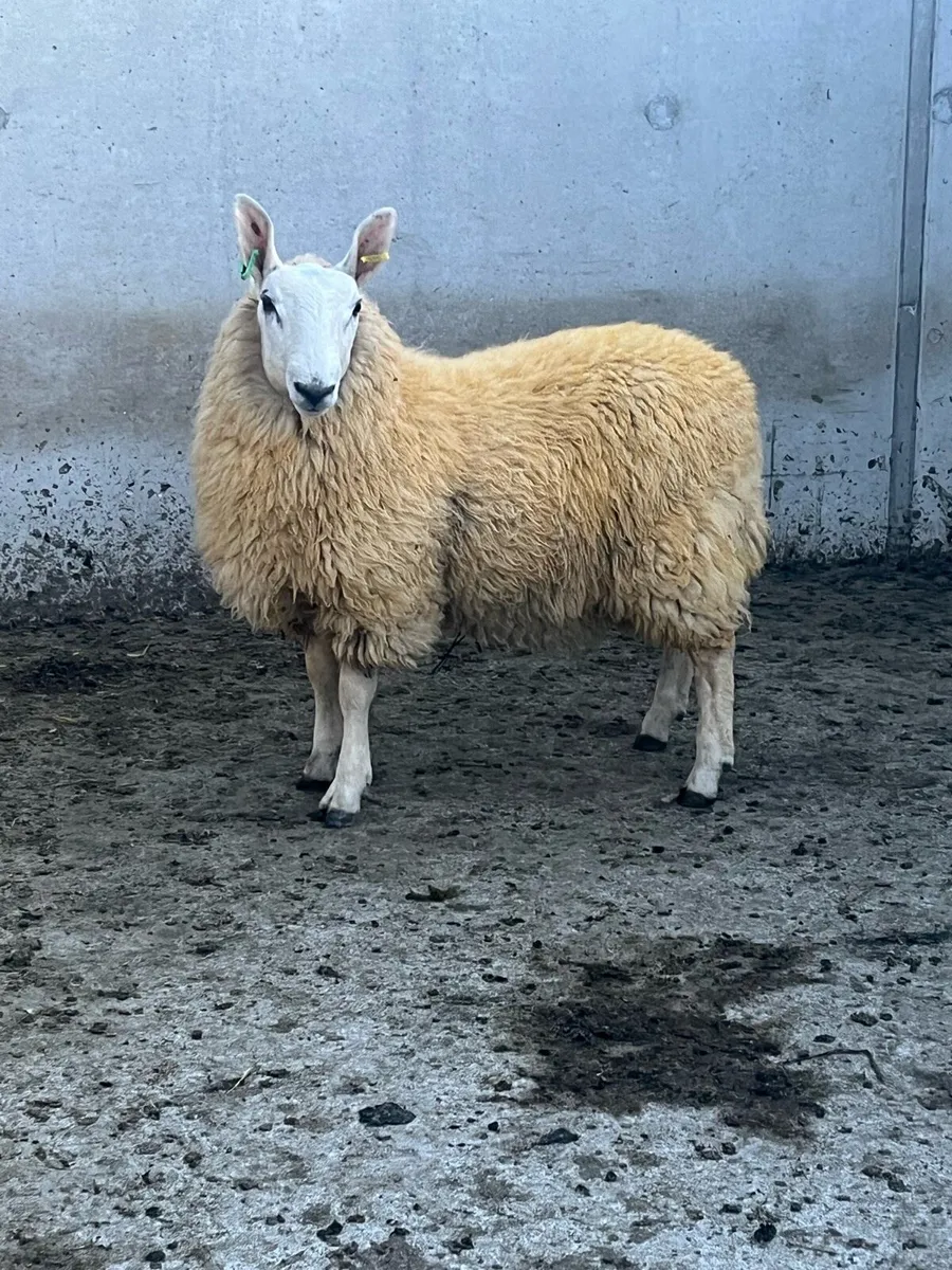 Border Leicester Ram Lamb - Image 2